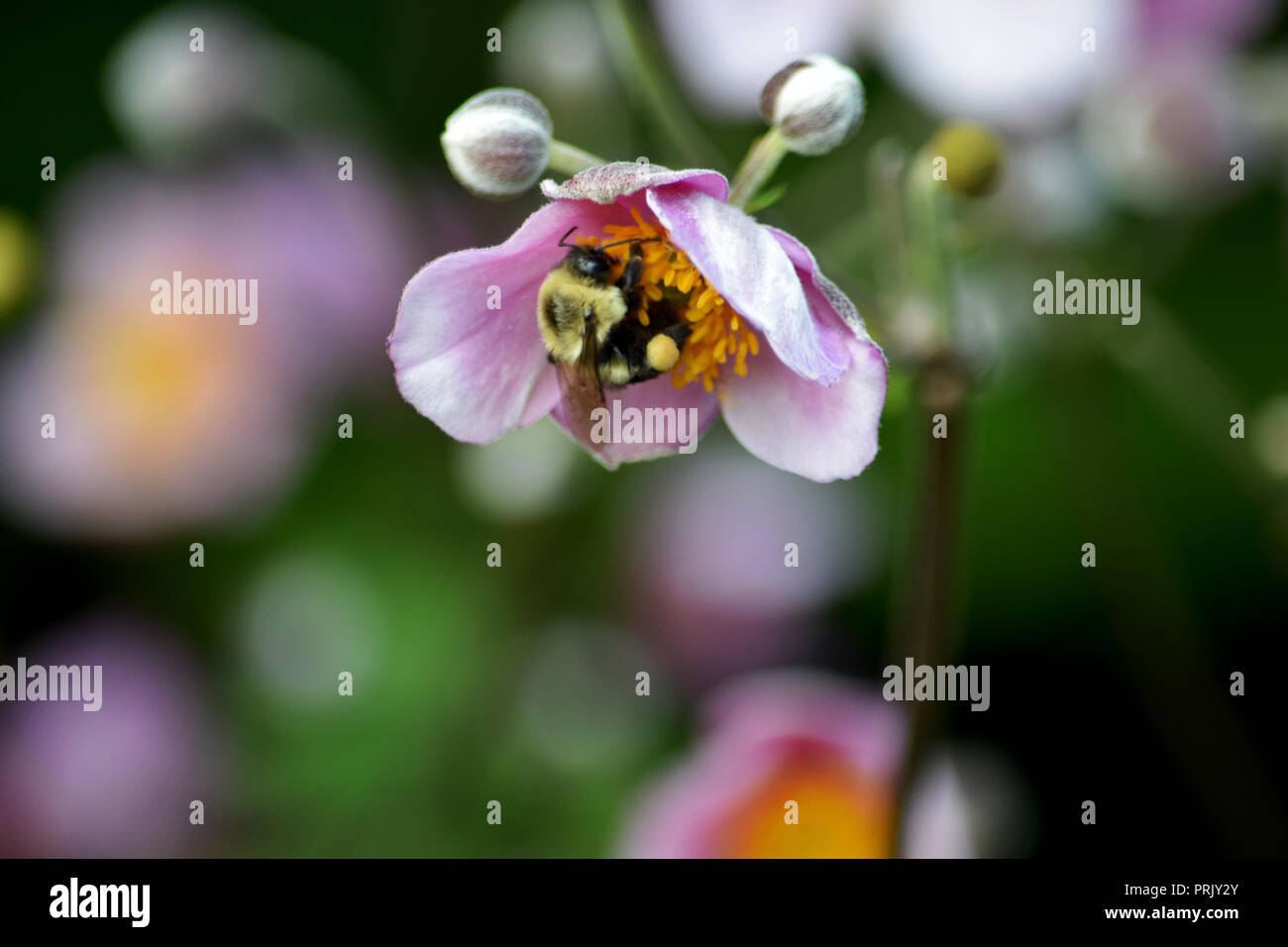 Bourdon en fleur Banque D'Images