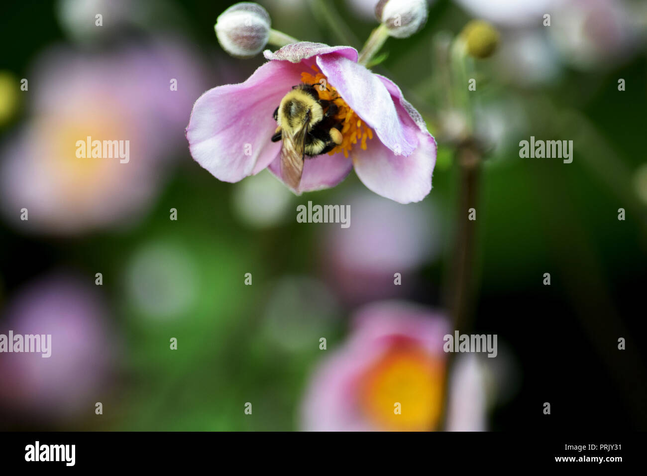 Bumble Bee pollen Banque D'Images