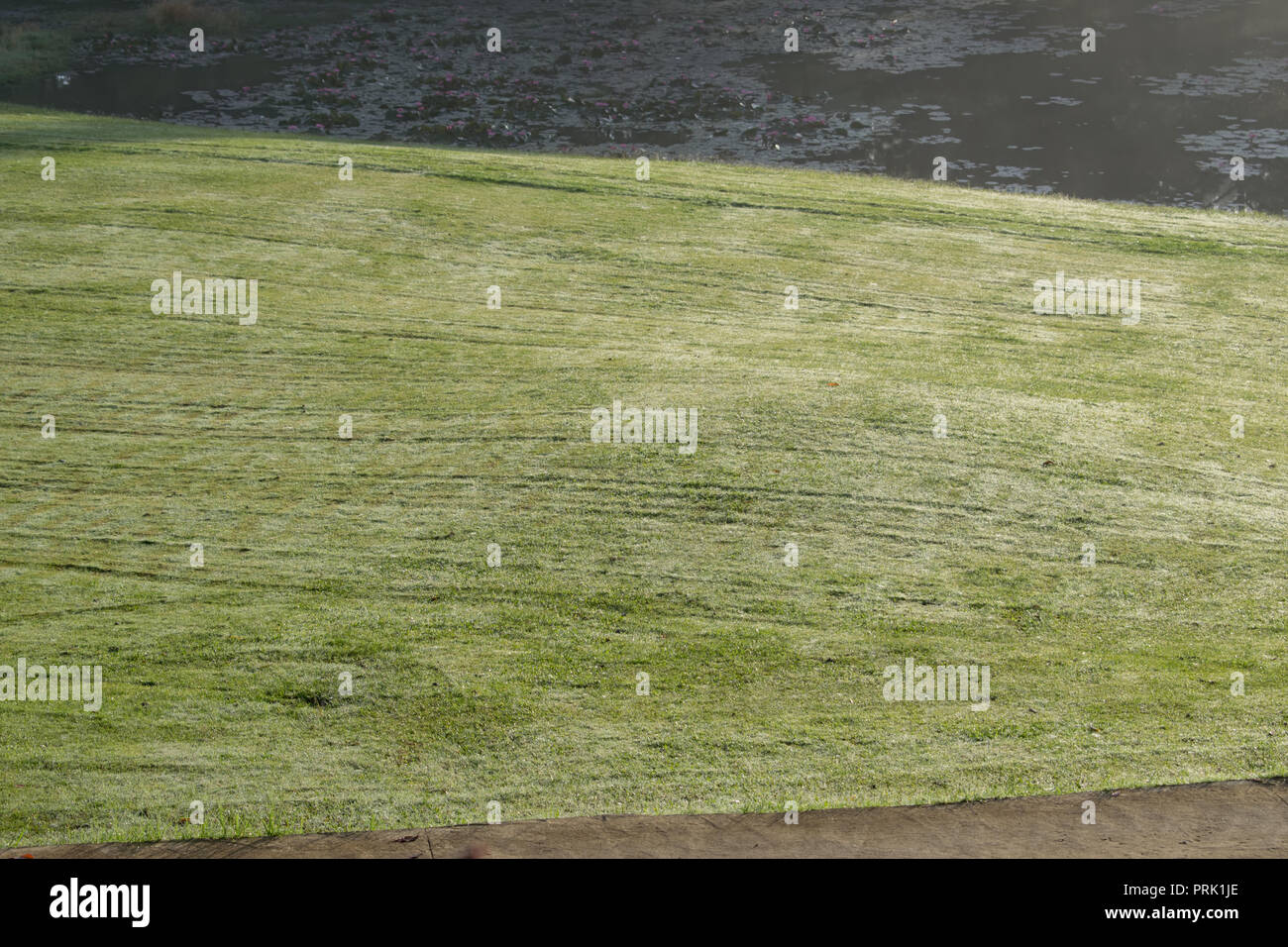 Arrière-plan avec beau pré vert et jaune du soleil, le brouillard couvrir grass hill. Photos de golf idées de conception, les voyages, la publicité Banque D'Images