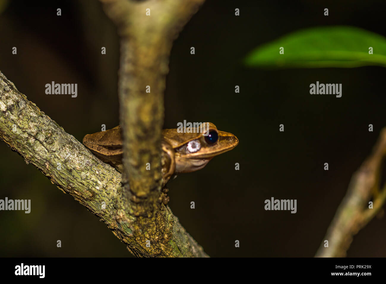 Logement au sol frog on tree branch Banque D'Images