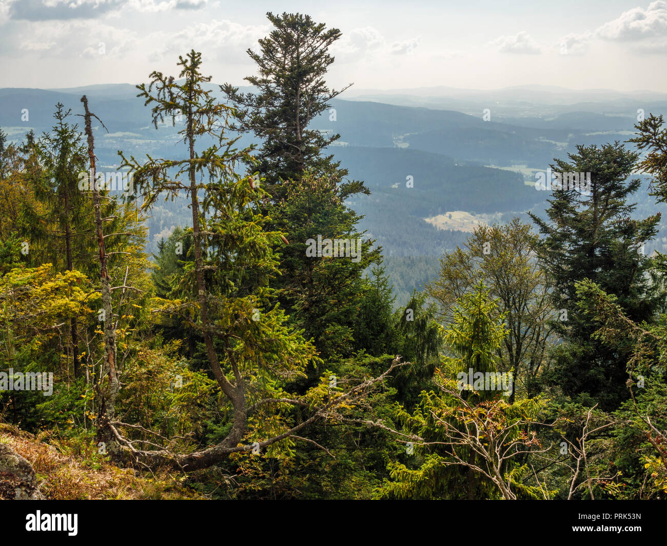 Vue de Hennenkobel Zwiesel-Rabenstein, sommet de montagne, forêt de Bavière, Allemagne Bavière Banque D'Images