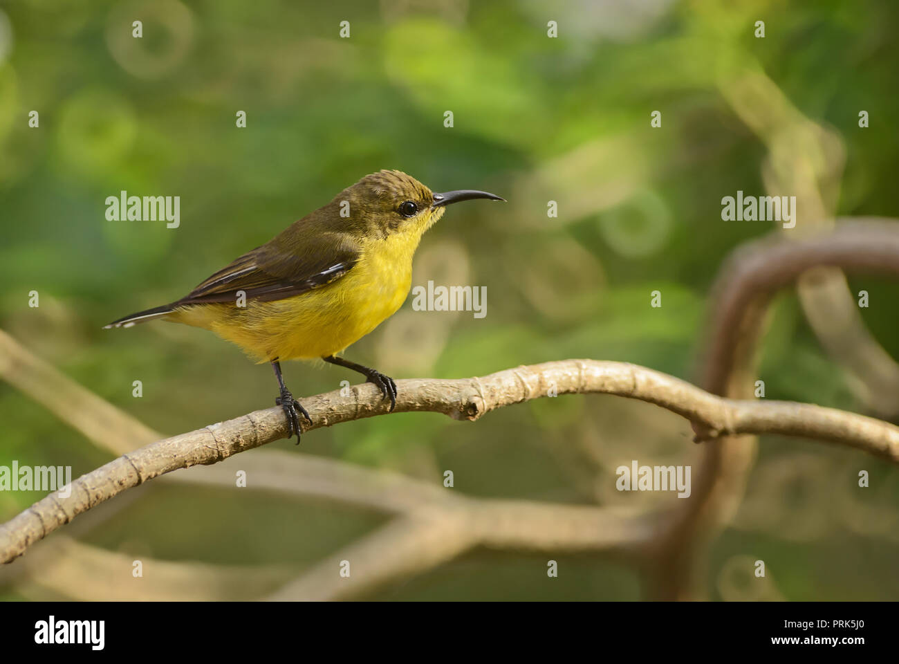 Souimanga à dos olive - Chalcomitra jugularis, petit jaune et noir sunbird de jardins et de bois d'Asie du Sud-Est. Banque D'Images
