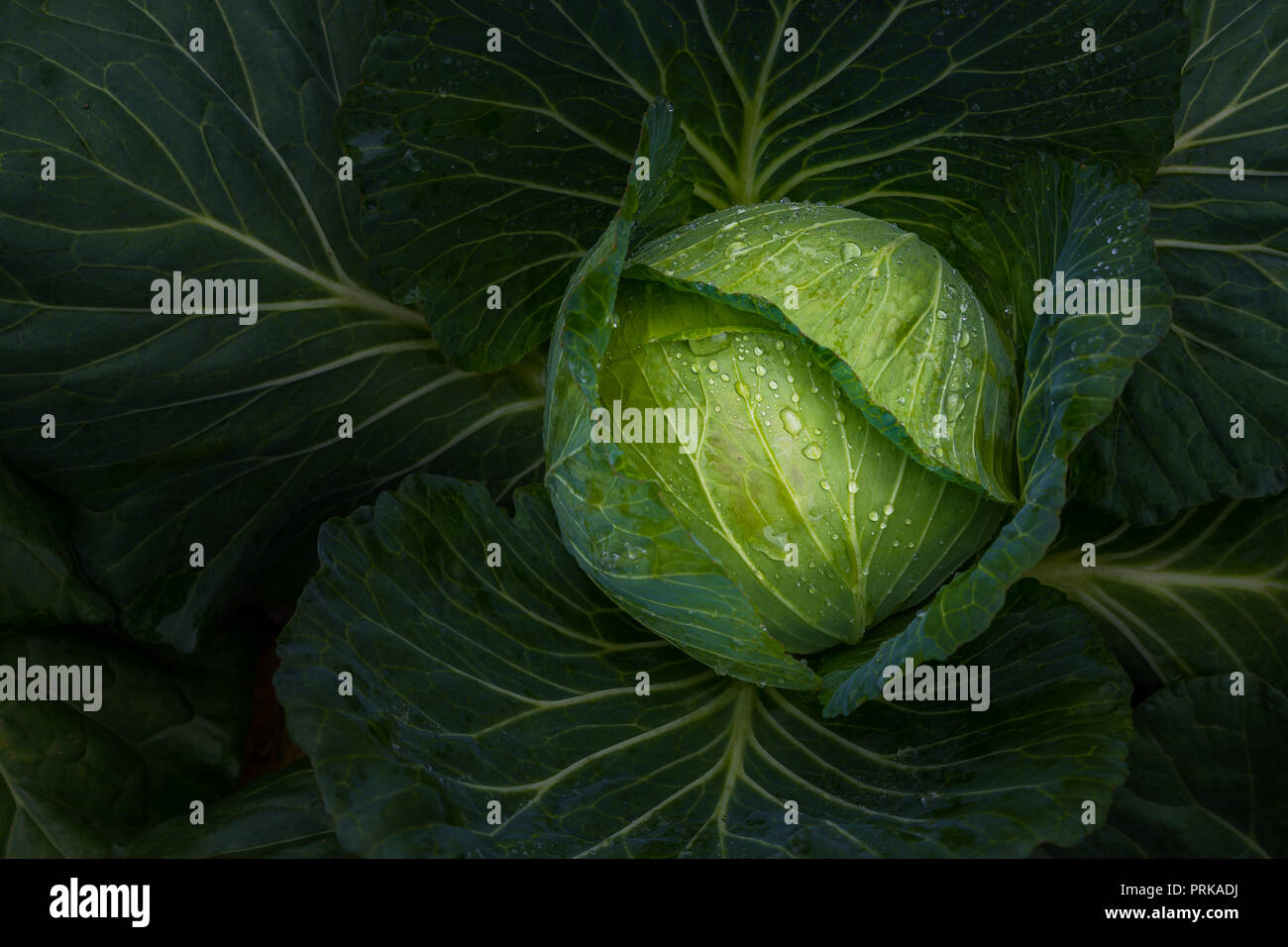 Les jeunes avec de l'eau fraîche de chou des gouttelettes sur la feuille Banque D'Images