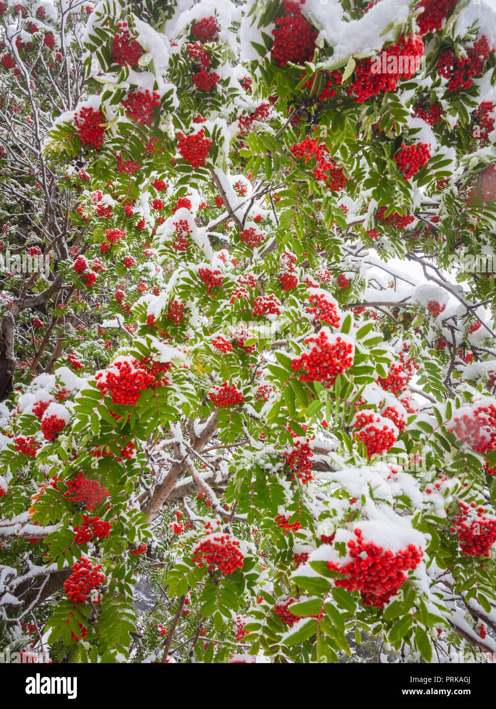 Le rowans ou mountain-cendres sont des arbustes ou des arbres dans le genre Sorbus, de la famille des roses, Rosaceae. Banque D'Images