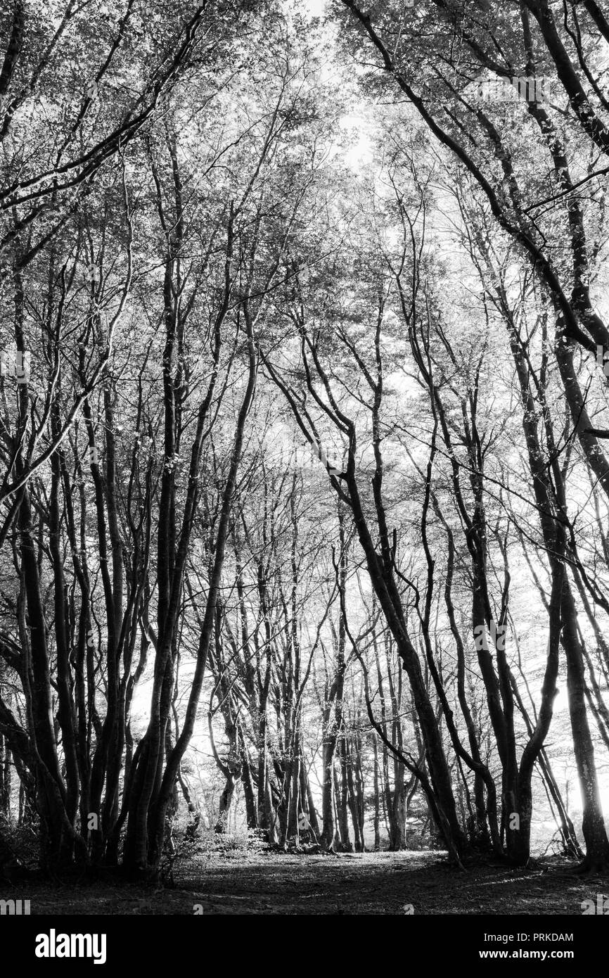 Forêt de hêtres dans Canfaito (Marches, Italie) Banque D'Images