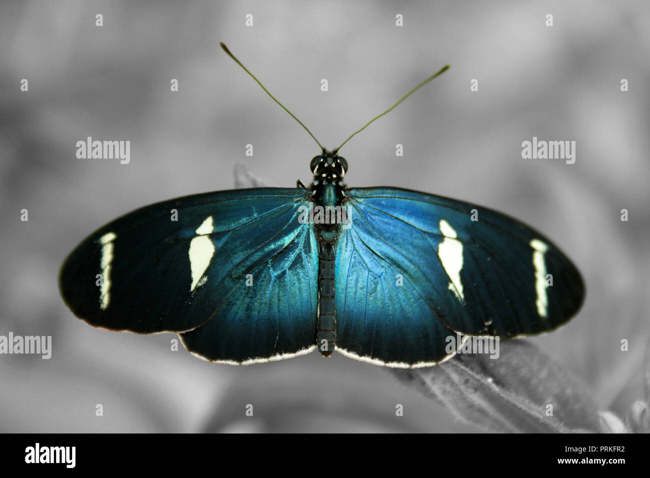 Un beau papillon bleu en couleur sélective Banque D'Images