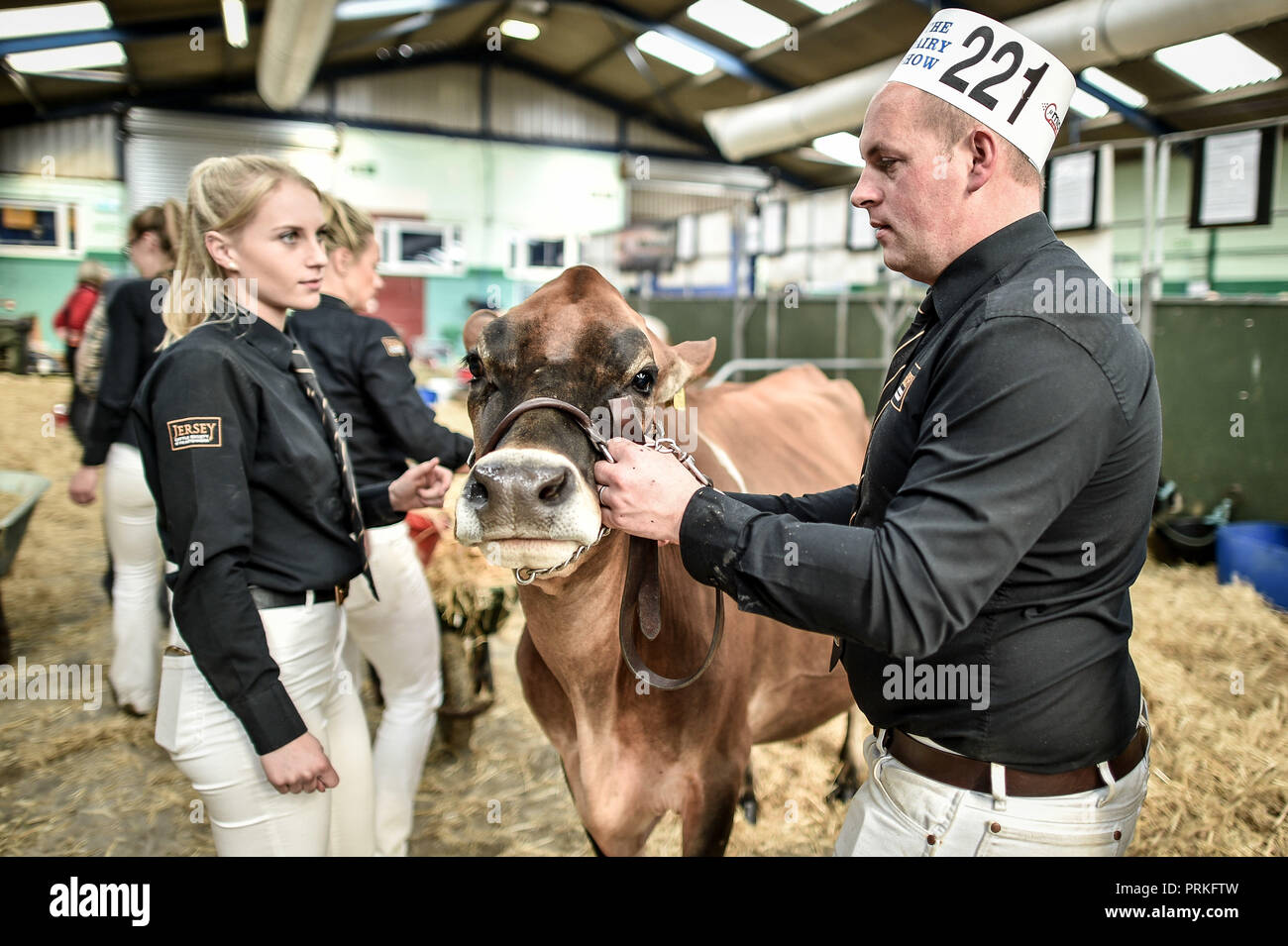 Les manutentionnaires se disputent leur vache dans les hangars du Dairy Show, Bath & West Showground, Shepton Mallet, l'un des plus grands spectacles laitiers du Royaume-Uni avec quelques 3,000 entrées de bétail. Banque D'Images
