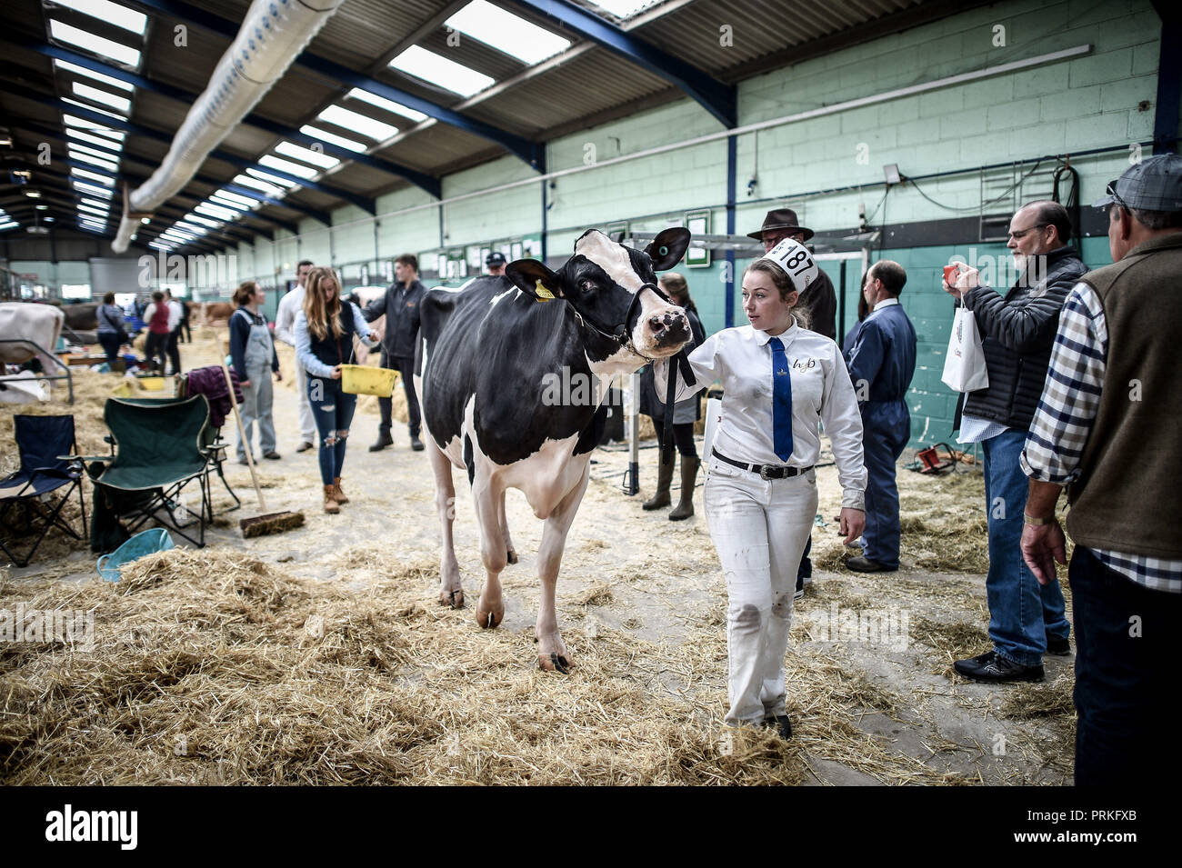 Une manutentionnaire conduit sa vache des étables du Dairy Show, Bath & West Showground, Shepton Mallet, l'un des plus grands spectacles laitiers du Royaume-Uni avec quelques 3,000 entrées de bétail. Banque D'Images