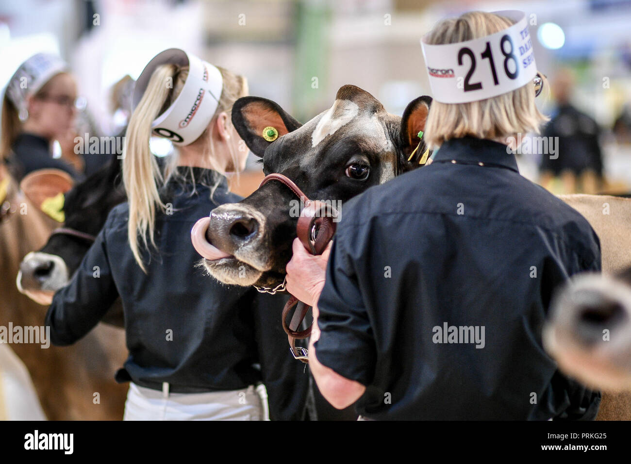 Une vache prend le nez dans le ring principal du Dairy Show, Bath & West Showground, Shepton Mallet, l'un des plus grands spectacles laitiers du Royaume-Uni avec quelques 3,000 entrées de bétail. Banque D'Images