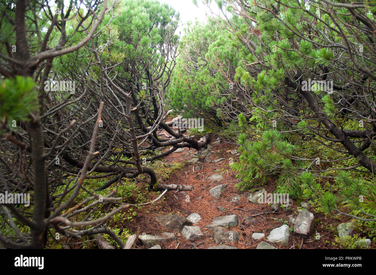 Chemin via pin rampant Banque D'Images