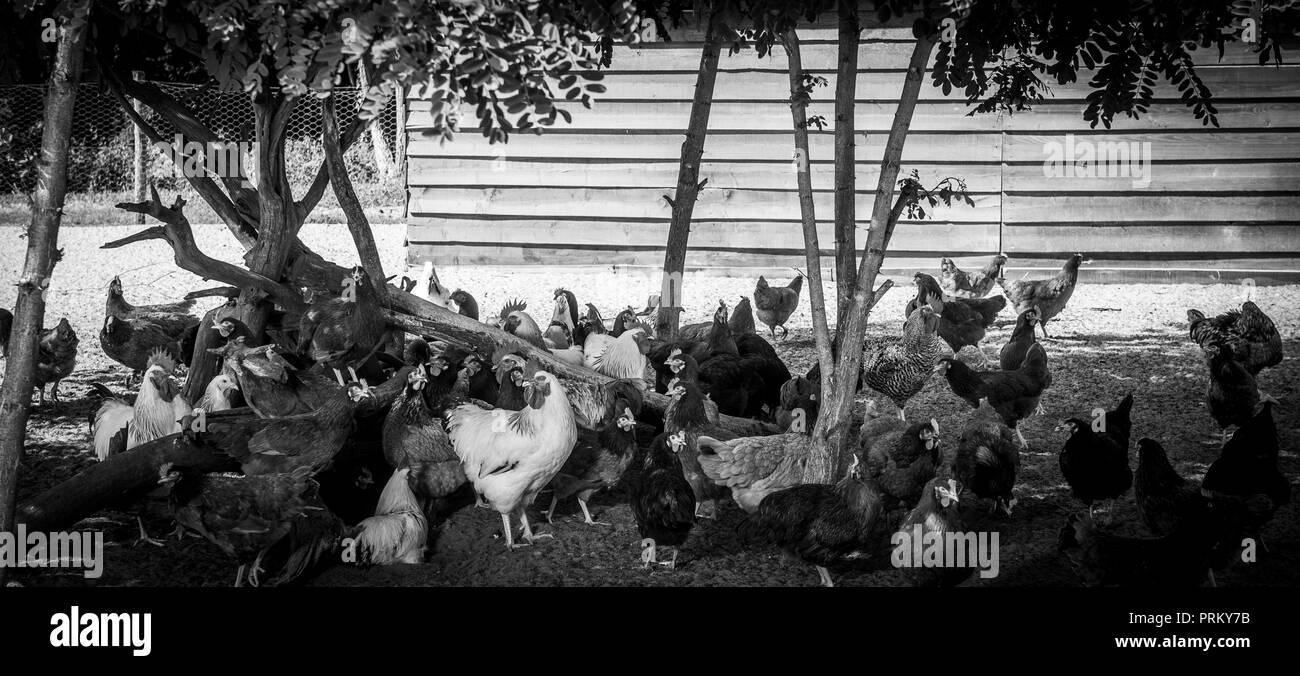 Free Range chicken sur une ferme avicole, France Banque D'Images