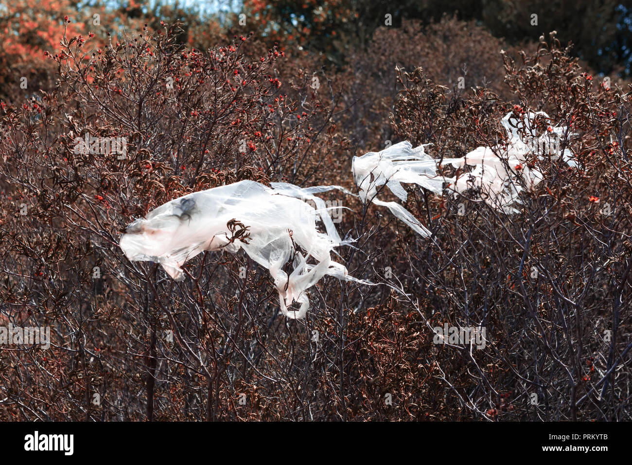 La pollution en plastique, sacs plastiques pris dans les branches d'arbres  Photo Stock - Alamy