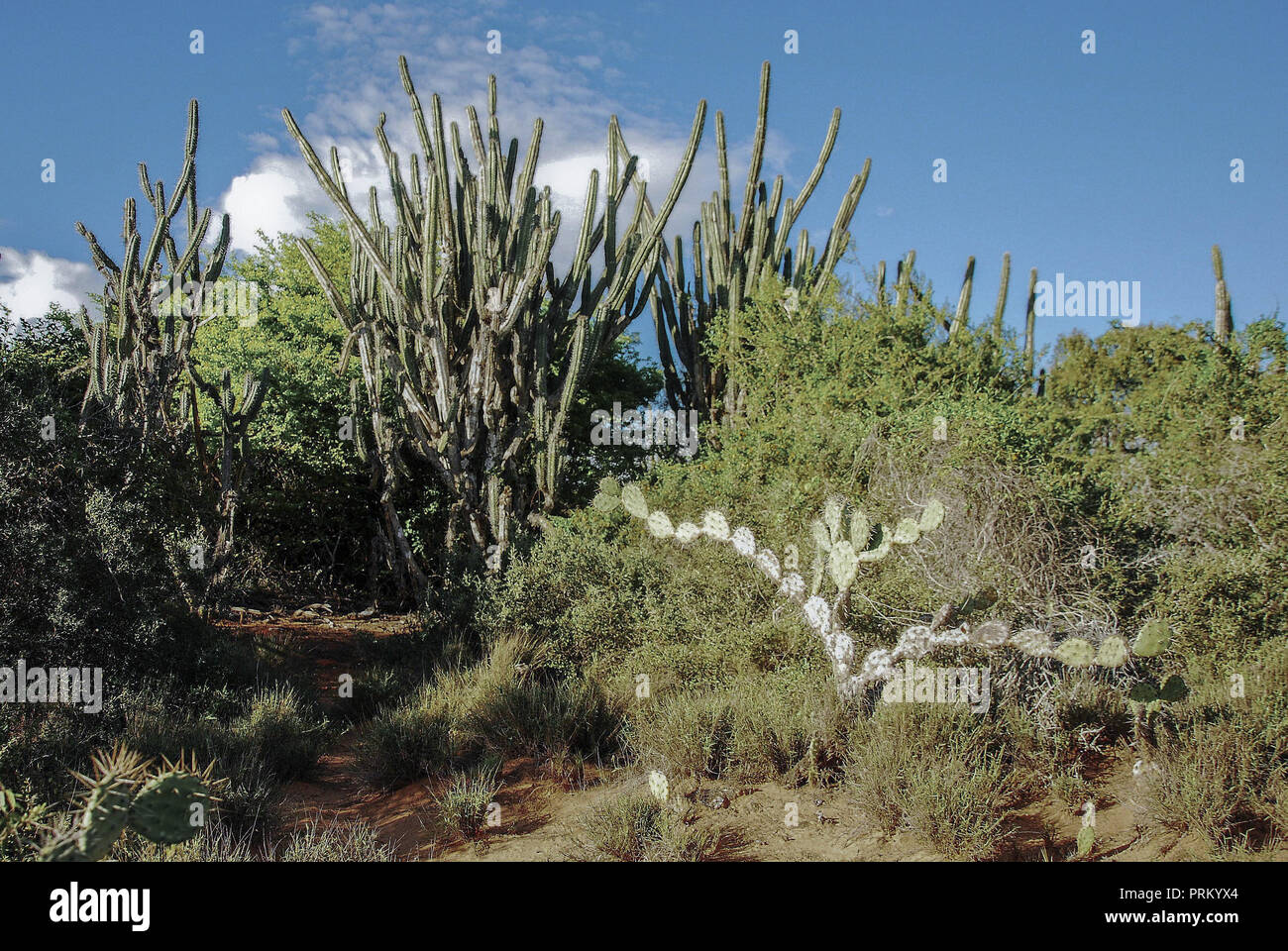 Cactus dans l'île de Margarita, Venezuela Banque D'Images