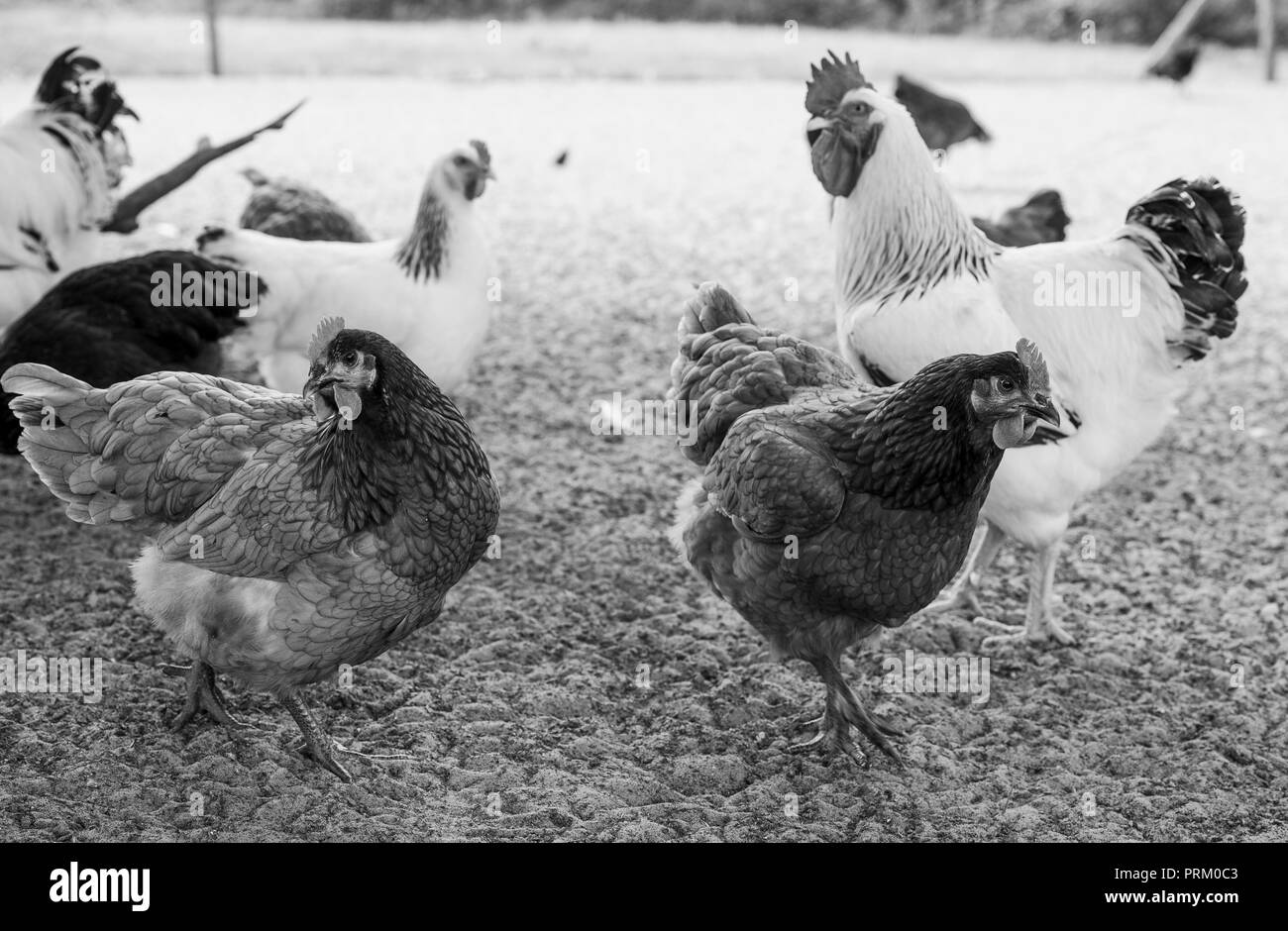 Free Range chicken sur une ferme avicole, France Banque D'Images