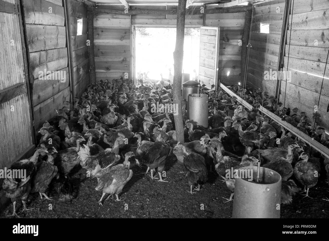 Free Range chicken sur une ferme avicole, France Banque D'Images
