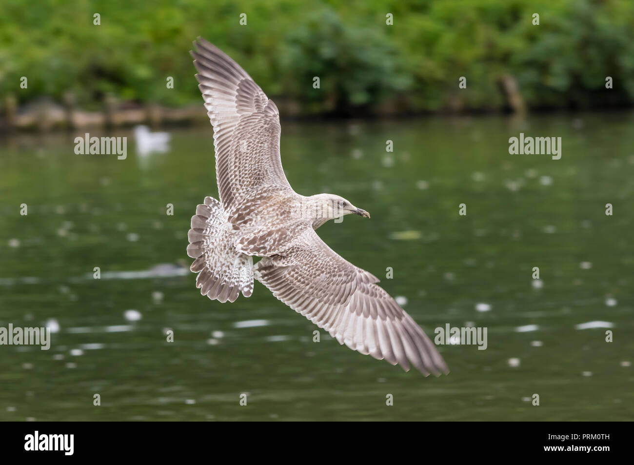 Européenne juvénile Goéland argenté (Larus argentatus) avec des ailes s'étend, volant à basse altitude au-dessus d'un lac dans le West Sussex, Angleterre, Royaume-Uni. Banque D'Images