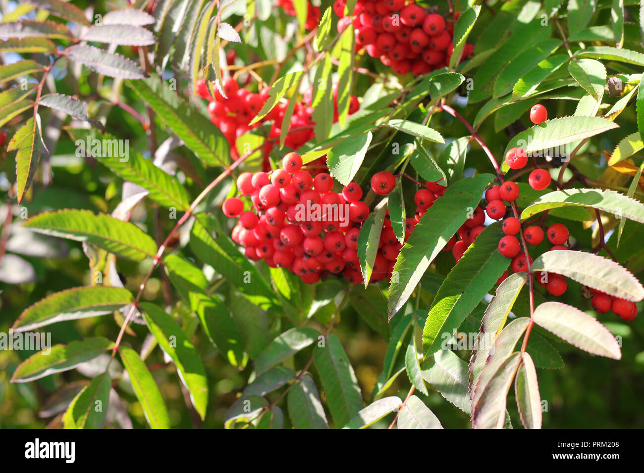 Branches de frêne de montagne européennes avec Rowan tree fruits mûrs, Sorbus aucuparia Banque D'Images