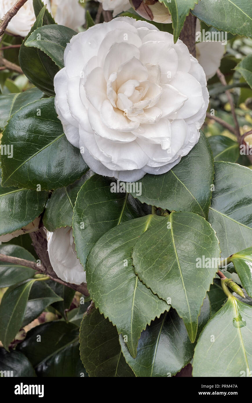 Camellia Camellia japonica cultivar (cv. Imbricata Alba ; Theaceae), Evergreen, rose-shurb forme fleurs, pétales blancs imbriquées Banque D'Images