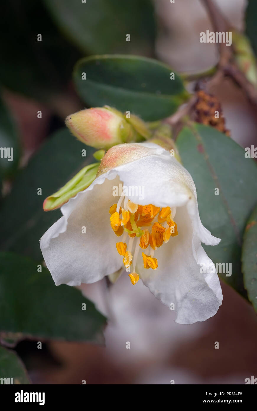 Theaceae Camellia fraterna, Evergreen, shurb, fleur simple blanc. Banque D'Images