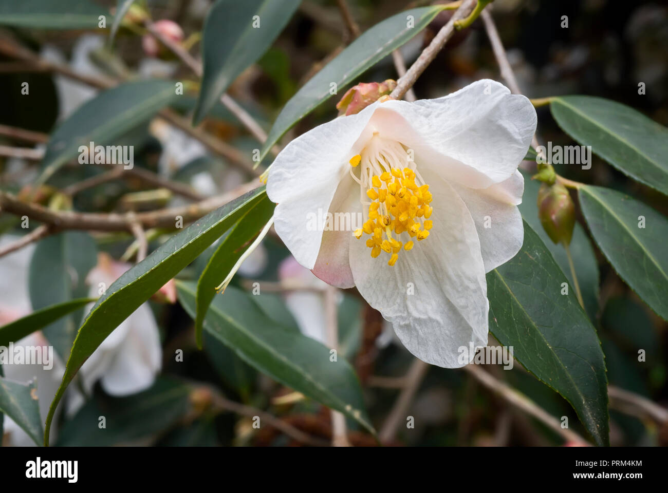Theaceae Camellia cuspidata, Evergreen, shurb, fleur simple blanc. Banque D'Images