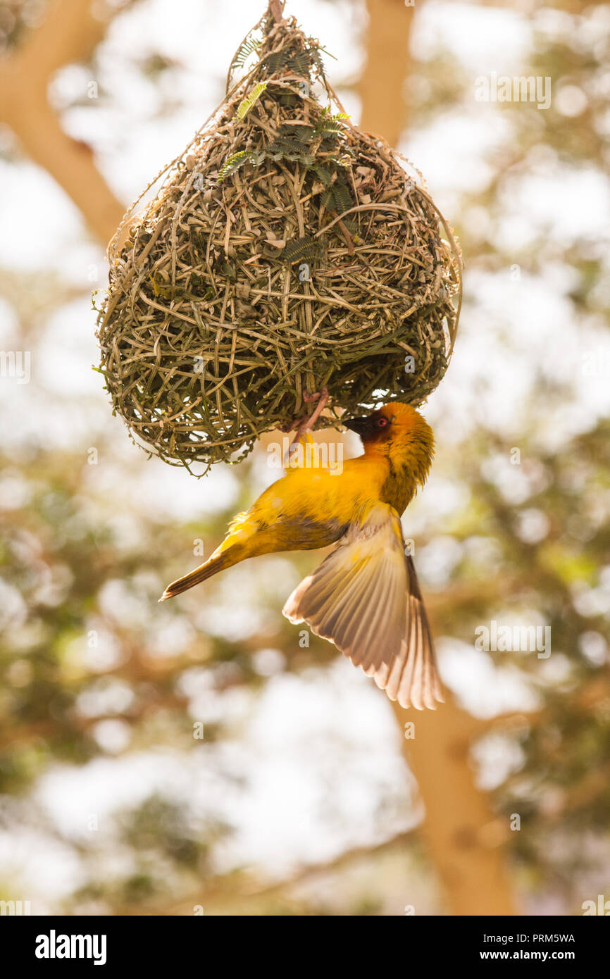 Weaver Bird masqué, Bankouale Camp Djibouti Banque D'Images