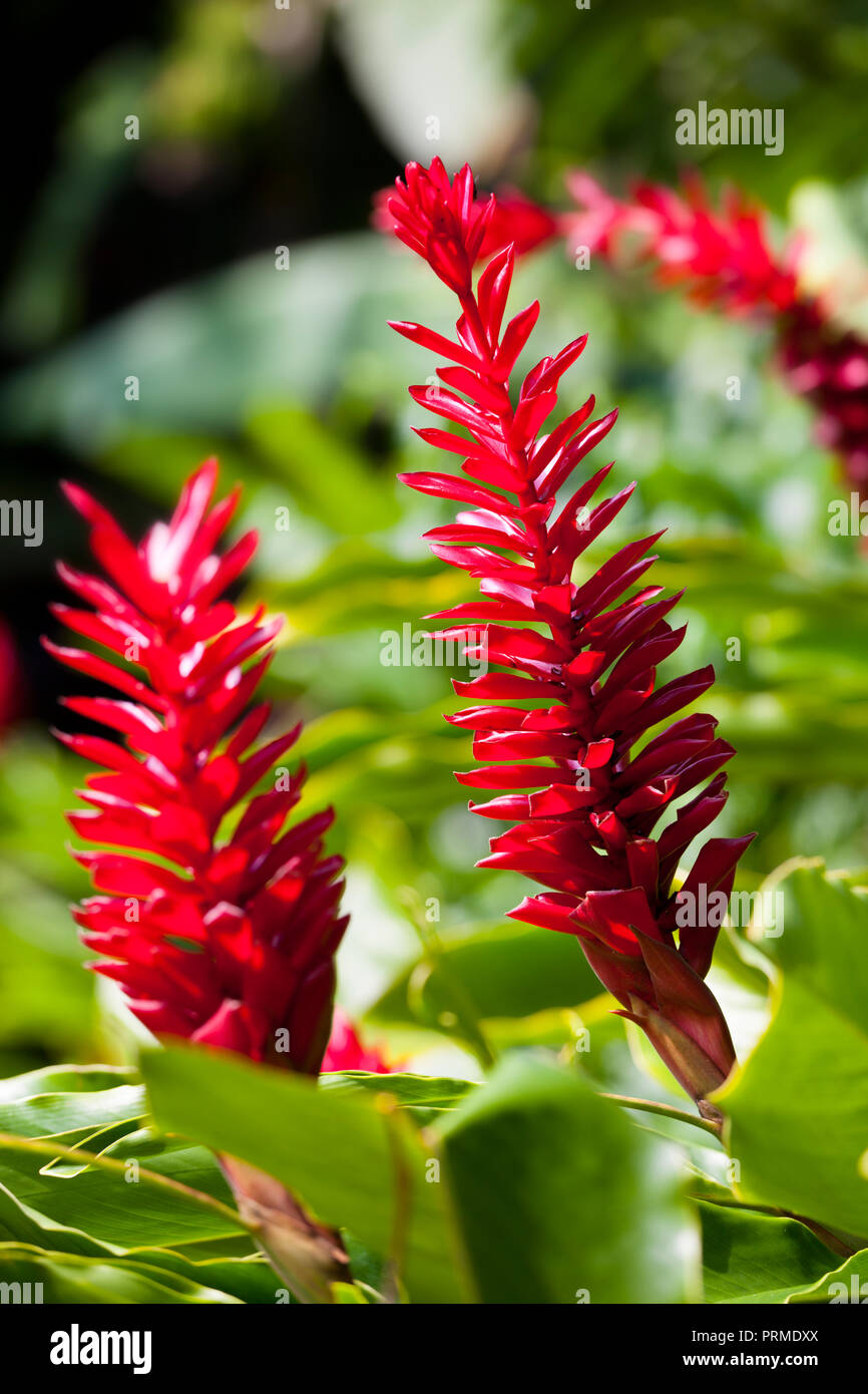 Grandes fleurs d'un gingembre rouge à Maui, Hawaii. Banque D'Images