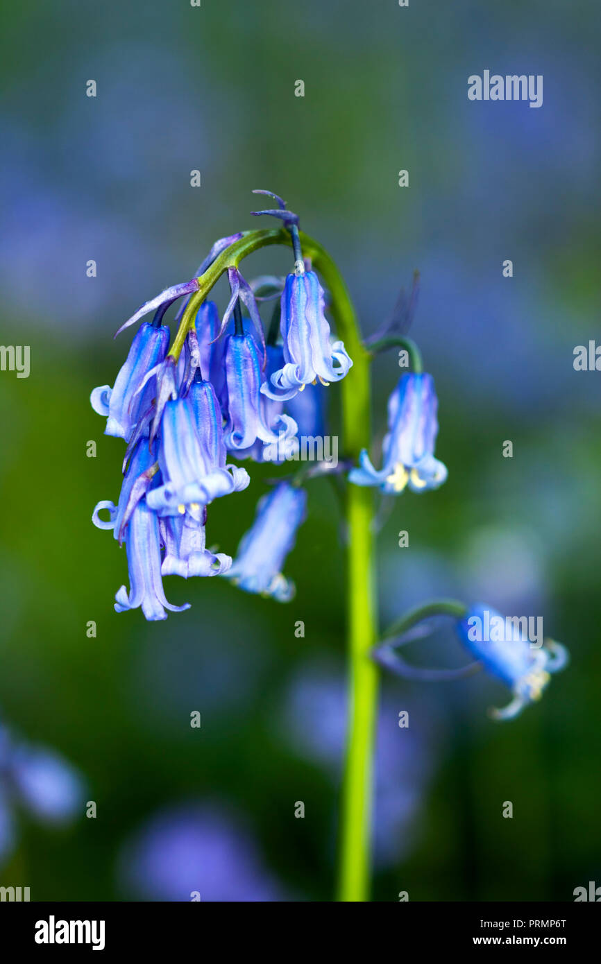 Un seul bluebell contre une mer de fleurs floues Banque D'Images