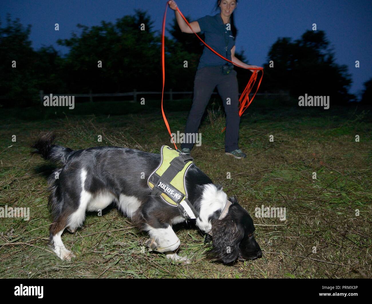 Chien Renifleur Freya avec Nikki Glover de Wessex Water la chasse pour tyran tritons (Triturus cristatus) dans un pré après l'obscurité, Somerset, UK Banque D'Images