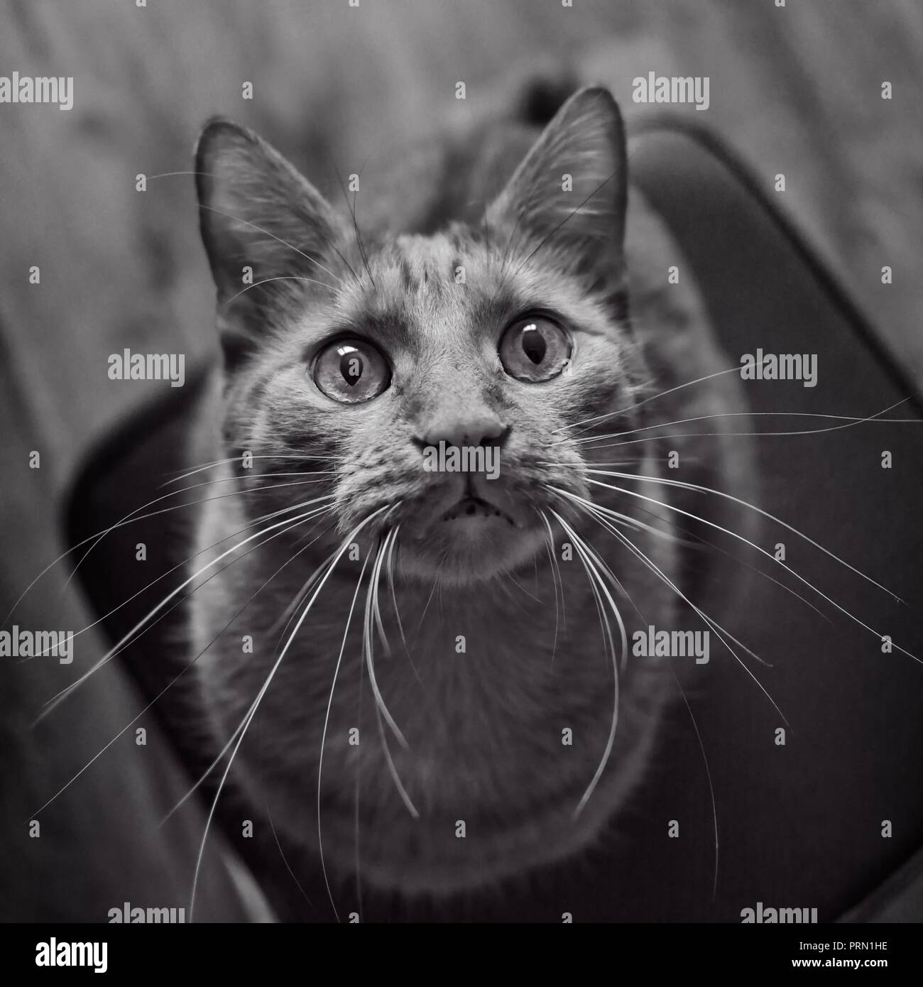 Chat Noir Et Blanc Banque D Image Et Photos Alamy