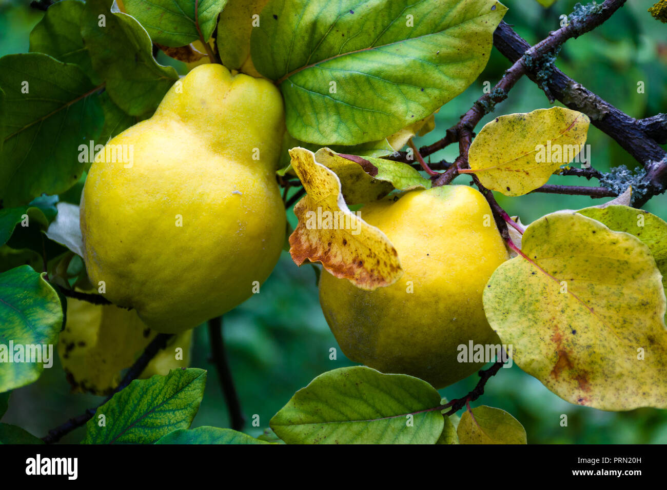 Cognassier (Cydonia oblonga mûr) de fruits sur une branche d'arbre à la fin de l'été au Royaume-Uni Banque D'Images