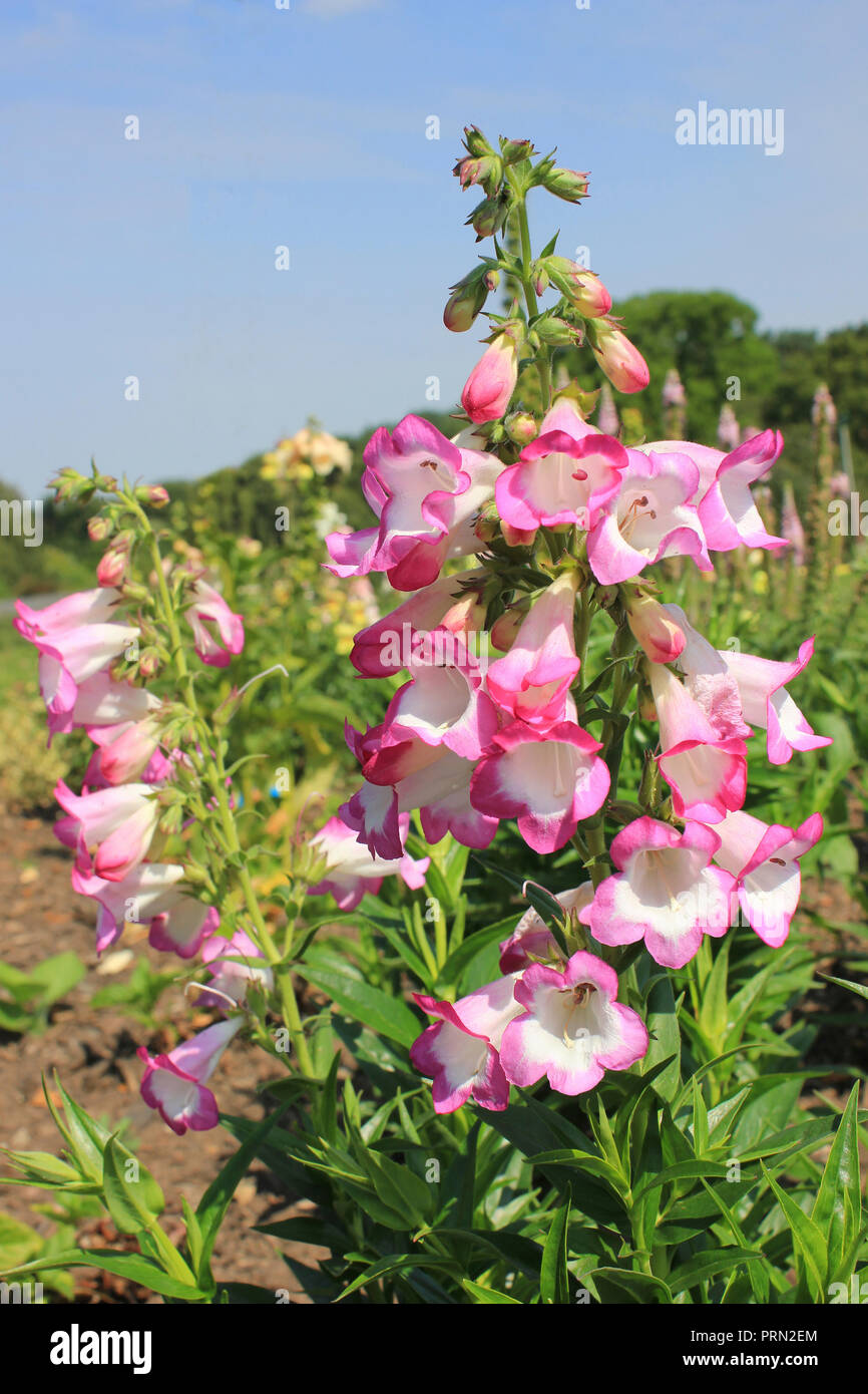 Penstemon Phoenix (Plantaginaceae) Banque D'Images