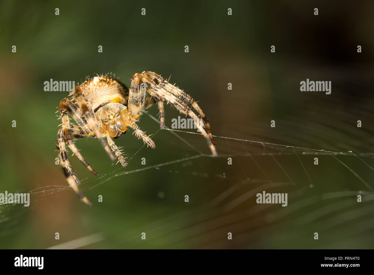 Kidderminster, UK. 3 octobre, 2018. Météo France : avec les températures plus chaudes aujourd'hui, UK garden les araignées sont en force, habilement mise à jour et l'amélioration de leurs créations web pour piéger l'augmentation de la population d'insectes. Insectes volants prospèrent dans des conditions plus chaudes et nos astucieux Arachnides sont bien conscients de ce fait - en train de tourner pour profiter de ce matin a augmenté l'activité des insectes. Credit : Lee Hudson/Alamy Live News Banque D'Images