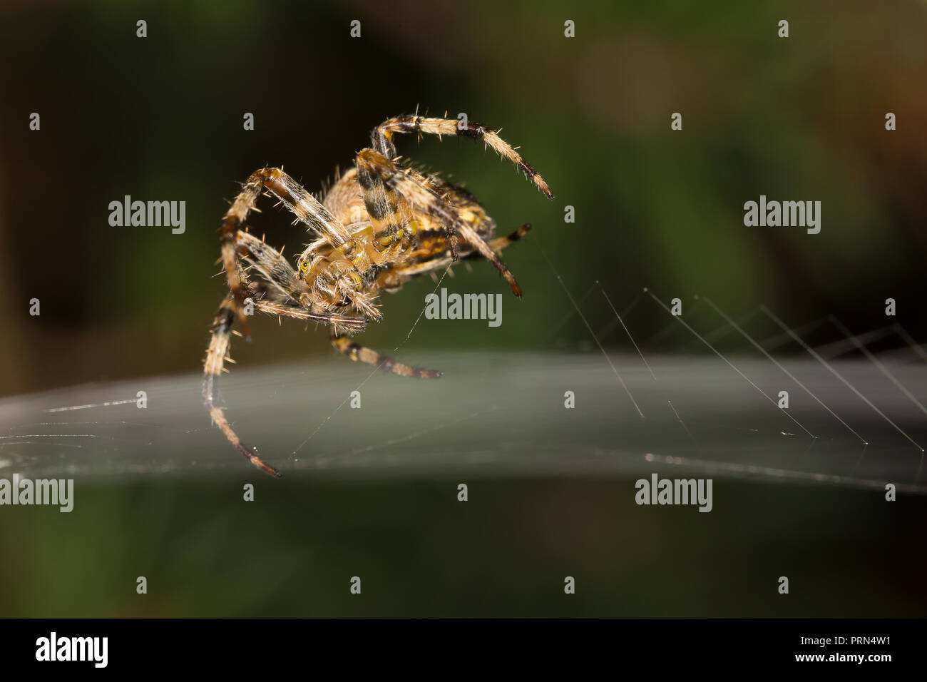 Kidderminster, UK. 3 octobre, 2018. Météo France : avec les températures plus chaudes aujourd'hui, UK garden les araignées sont en force, habilement mise à jour et l'amélioration de leurs créations web pour piéger l'augmentation de la population d'insectes. Insectes volants prospèrent dans des conditions plus chaudes et nos astucieux Arachnides sont bien conscients de ce fait - en train de tourner pour profiter de ce matin a augmenté l'activité des insectes. Credit : Lee Hudson/Alamy Live News Banque D'Images