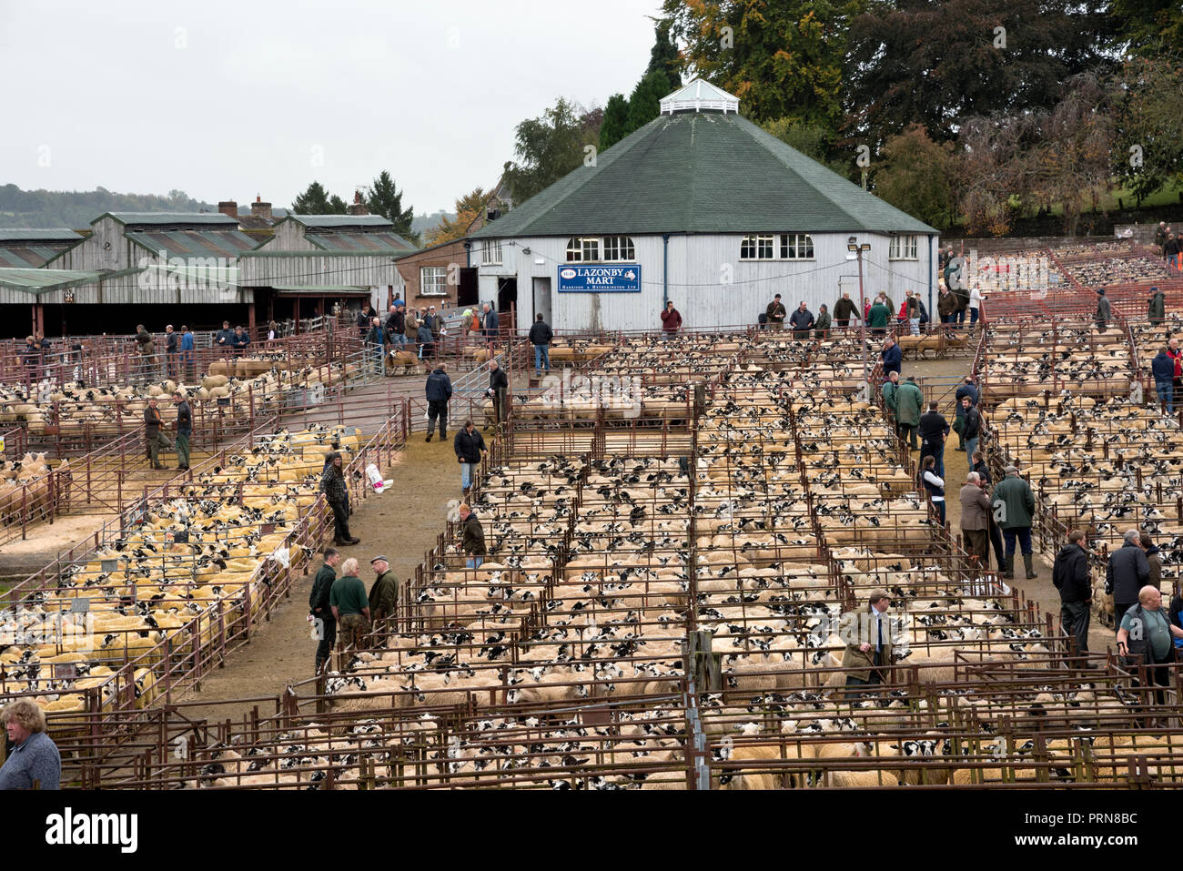 Lazonby, Cumbria, Royaume-Uni. 3ème Oct 2018. Lazonby Auction Mart en Cumbria tient son célèbre big Omgeving 'annuels' automne vente de Mule Gimmer agneaux. Cette année, plus de 18 000 agneaux ont été vendus à la vente aux enchères d'une journée. Les agriculteurs viennent de toute l'Angleterre pour acheter les agneaux de stocker leurs fermes. Ces mules sont un croisement entre une brebis Swaledale et une face bleue Leicester ram et la mule est une race très populaire et réussie avec les agriculteurs. Crédit : John Bentley/Alamy Live News Banque D'Images