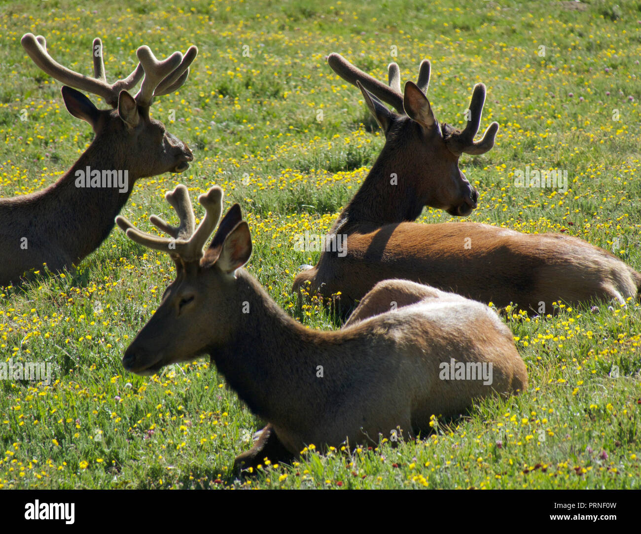 05 juillet 2018, nous, Estes Park : élans sont situés à proximité du centre d'Alpine sur la route Trail Ridge Road 34 sur un pré. Photo : Soeren Stache/dpa-Zentralbild/ZB Banque D'Images