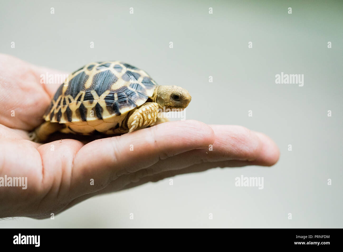Tortue birmane Banque de photographies et d’images à haute résolution