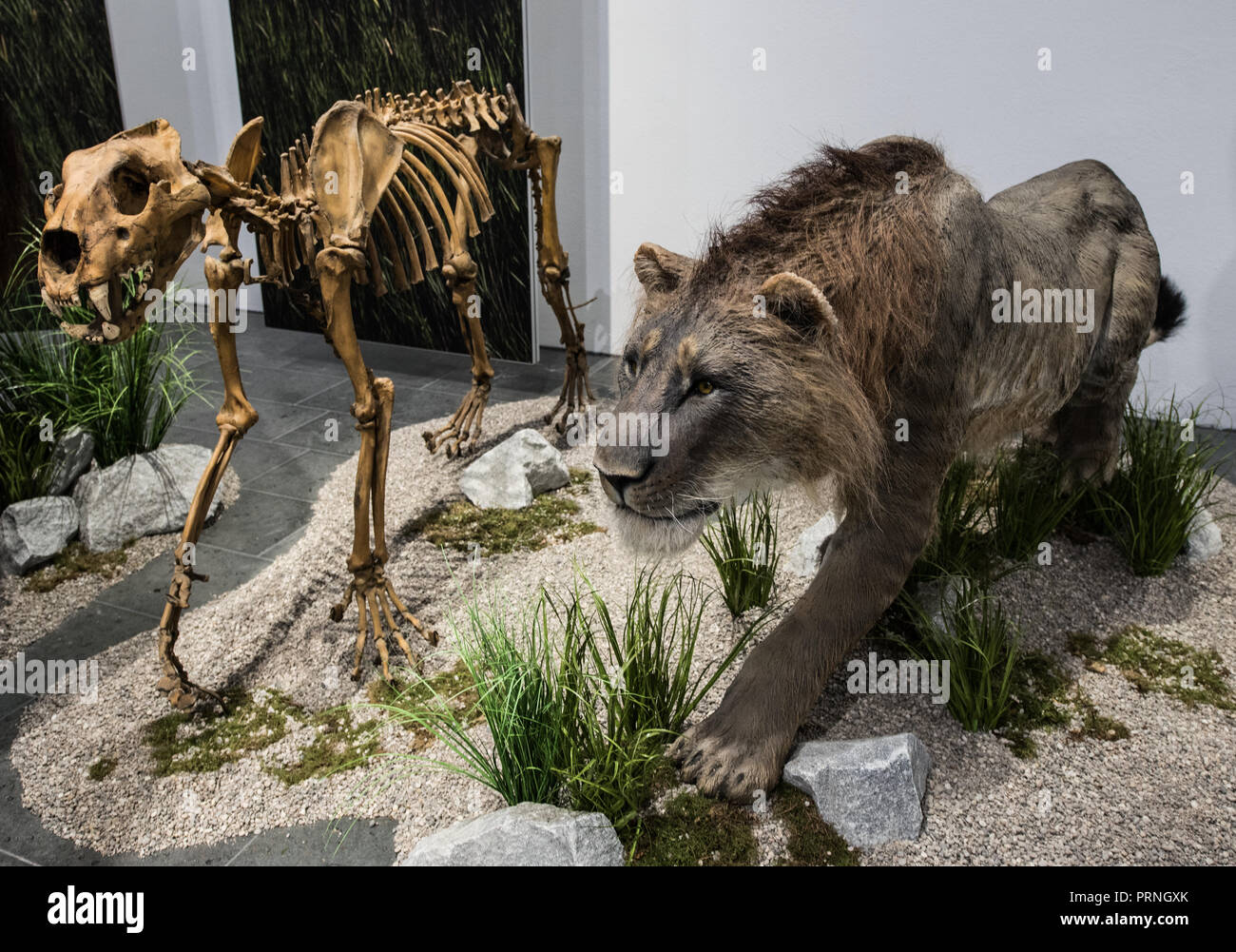 Wiesbaden, Hesse. 08Th Oct, 2018. Un squelette de la reconstruction et une reconstruction complète du lion des cavernes de la Hesse (env. 36 000 ans) se trouvent dans l'exposition 'Ice Age' Safari. Du 7 octobre 2018 au 21 avril 2019, le Musée de Wiesbaden vous montrera l'animal et végétal et la vie de nos ancêtres 30 000 à 15 000 ans. Crédit : Andreas Arnold/dpa/Alamy Live News Banque D'Images