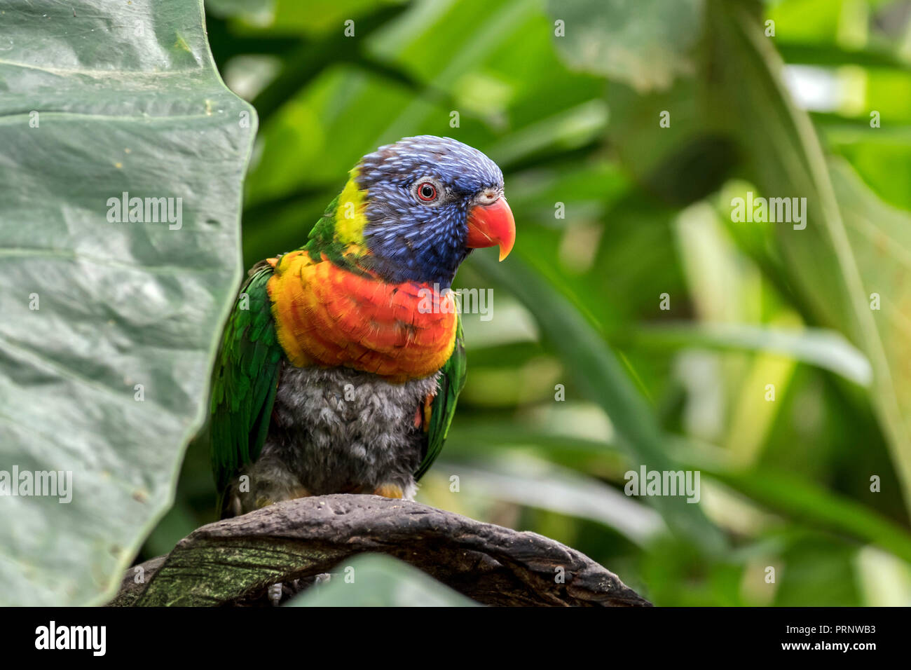 Rainbow lorikeet (Trichoglossus moluccanus) espèce d'originaire de l'Australie Banque D'Images