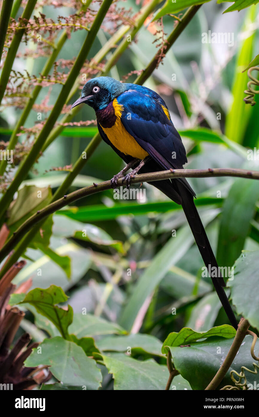 Golden-breasted starling / royal starling (Lamprotornis regius) originaire d'Afrique Banque D'Images