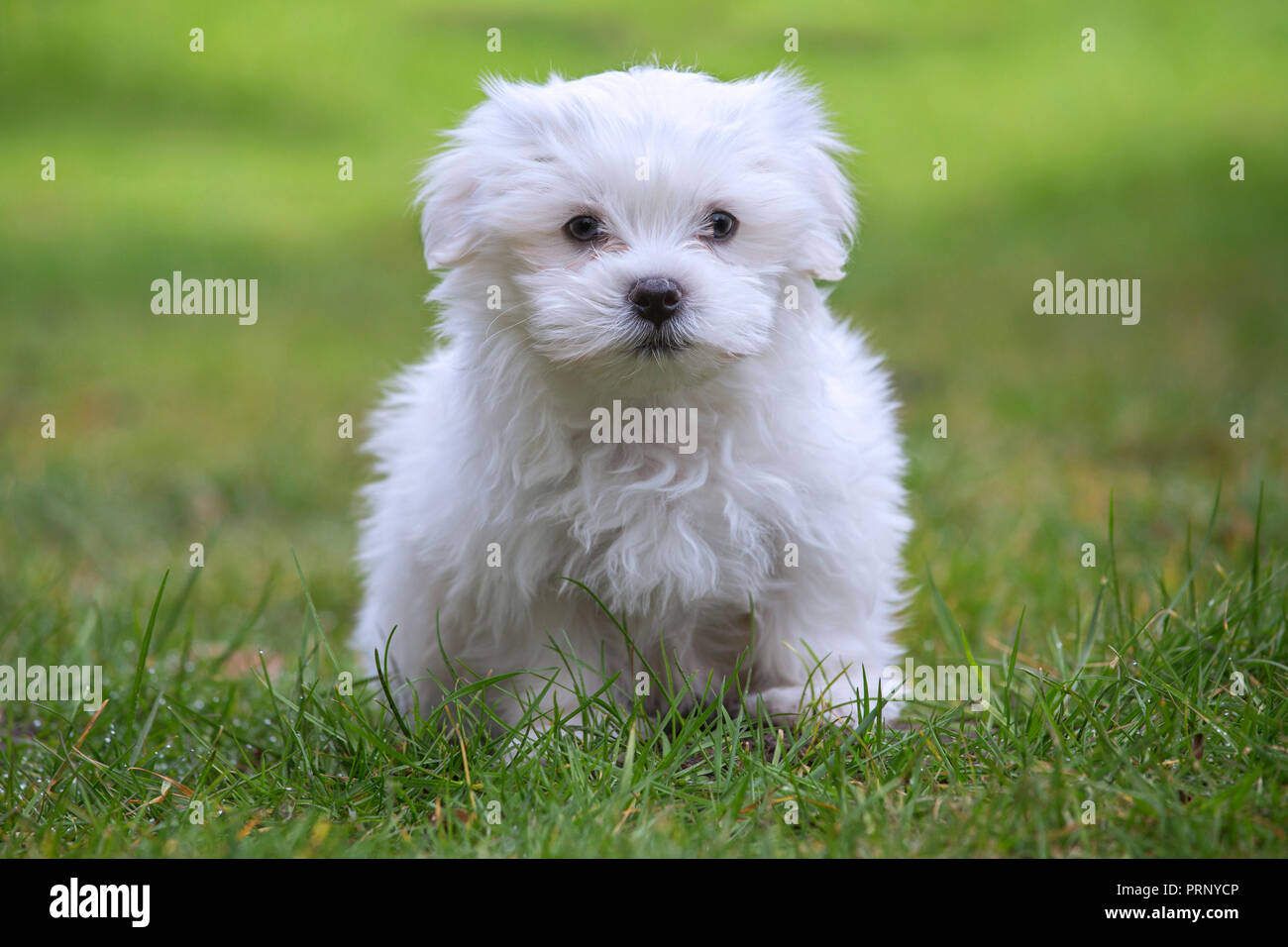 Blanc mignon chiot maltais (Canis familiaris) Maelitacus sur jardin pelouse Banque D'Images