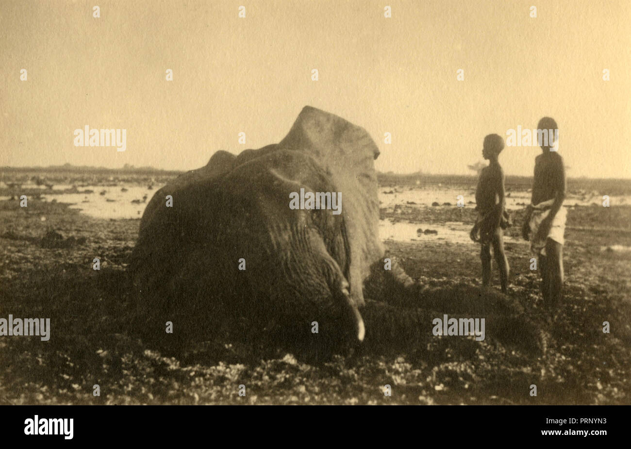 Un éléphant tué, Gelito 1933 Banque D'Images