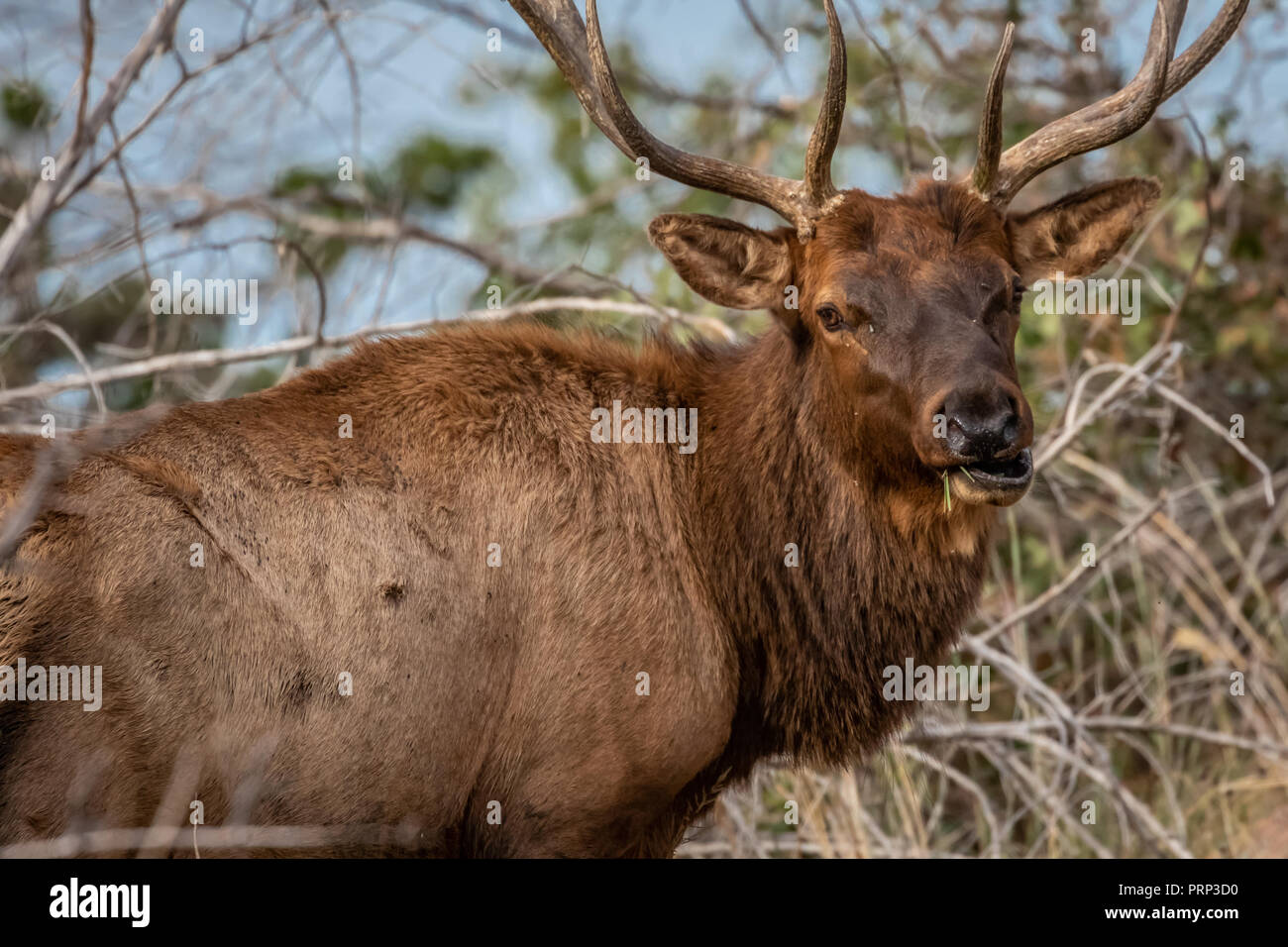 Un grand mâle le wapiti (Cervus canadensis) dans le Moountains Wichita robuste de SW Florida Banque D'Images