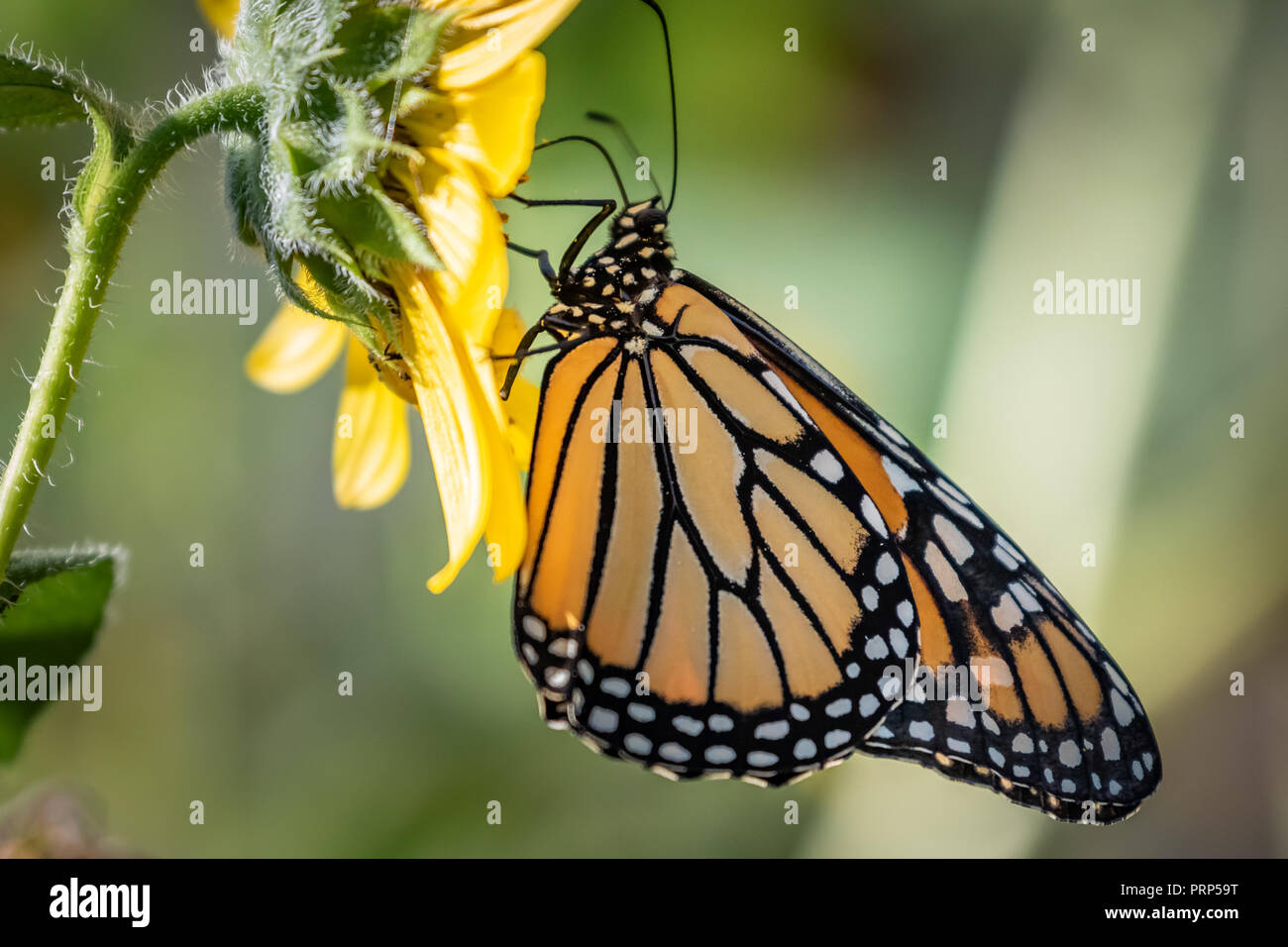 Monarque (Danaus plexippus) perché sur un papillon fleur tournesol Banque D'Images