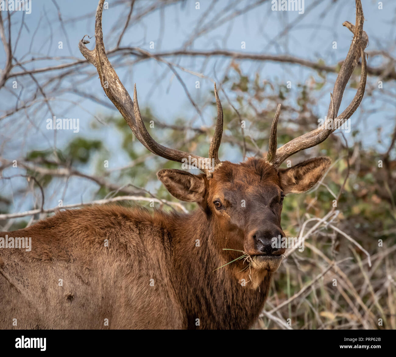 Un grand mâle le wapiti (Cervus canadensis) dans le Moountains Wichita robuste de SW Florida Banque D'Images