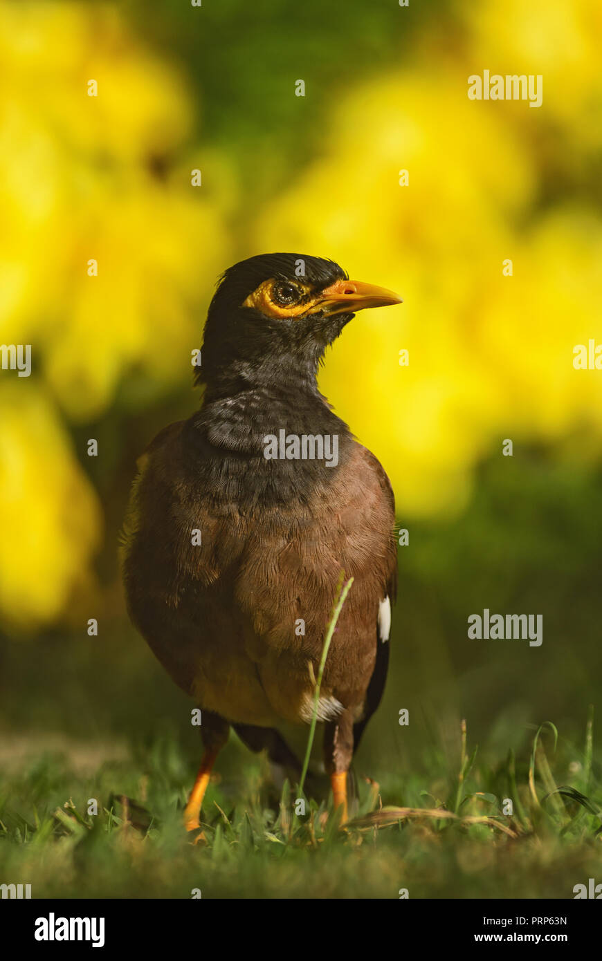 Myna Acridotheres tristis Common - common, oiseau percheur de jardins et de bois d'Asie, la Thaïlande. Banque D'Images