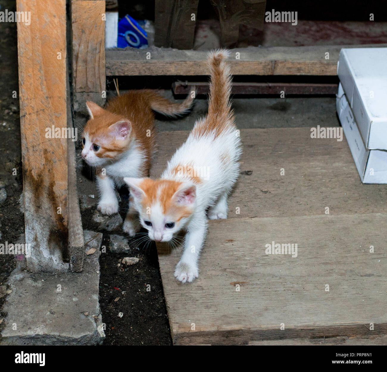 Deux petits chatons errants rouge, thème beau chat dans la rue Banque D'Images