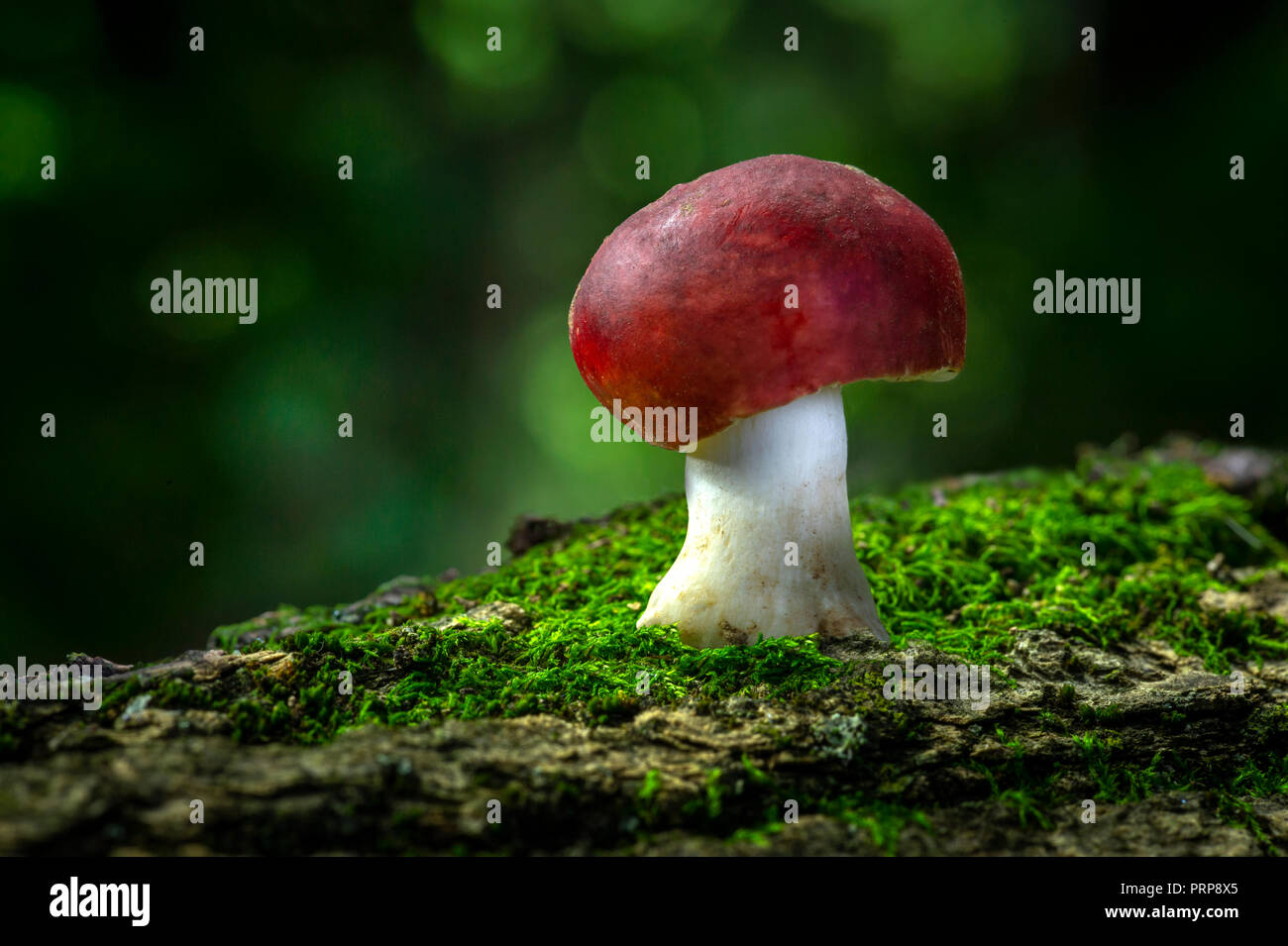 La culture des champignons rouge à même le sol forestier, New York USA Banque D'Images