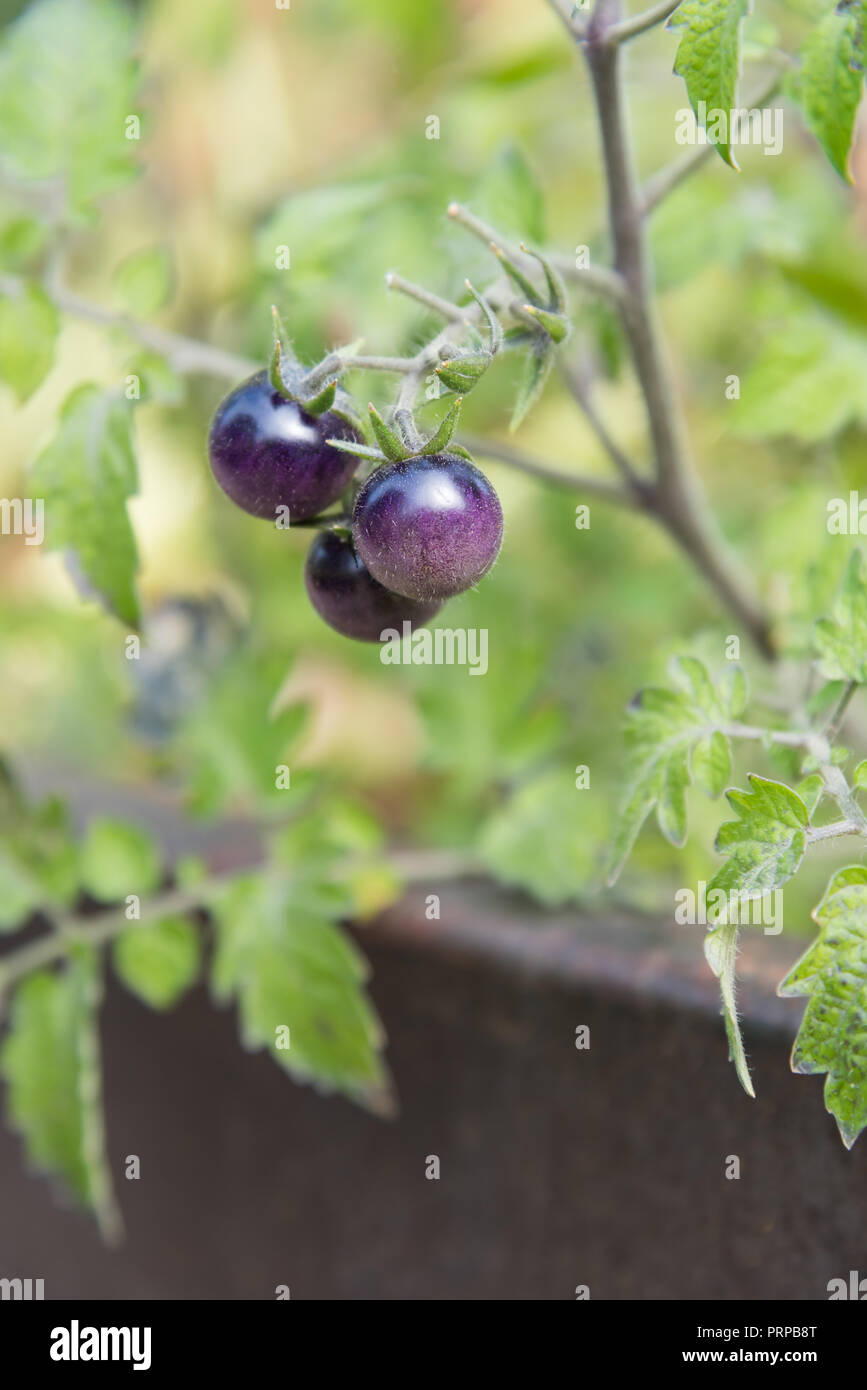 Close-up de petites tomates sur vigne pourpre dans jardin arboré chambres Banque D'Images