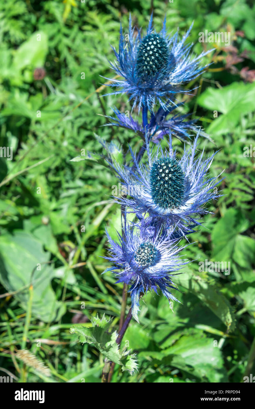 Eryngium alpinum , holly mer alpine, alpine eryngo ou plante reine des alpes Banque D'Images