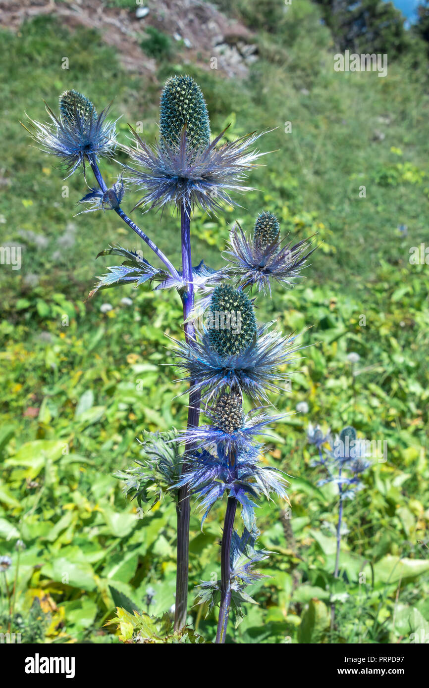 Eryngium alpinum , holly mer alpine, alpine eryngo ou plante reine des alpes Banque D'Images